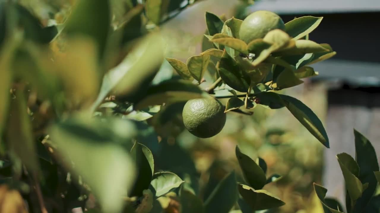 Citrus tree with fruit